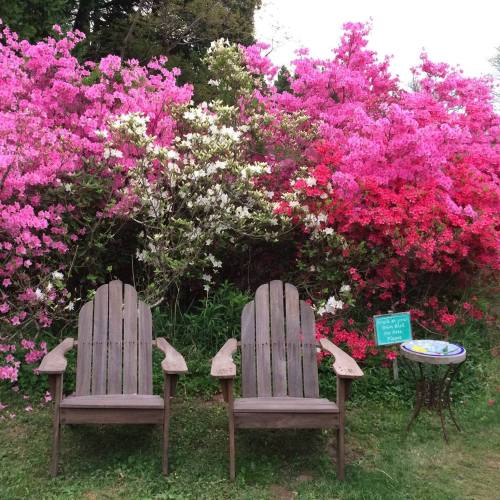 Two wooden chairs in front of vibrant pink and white azalea bushes, with a small table nearby.