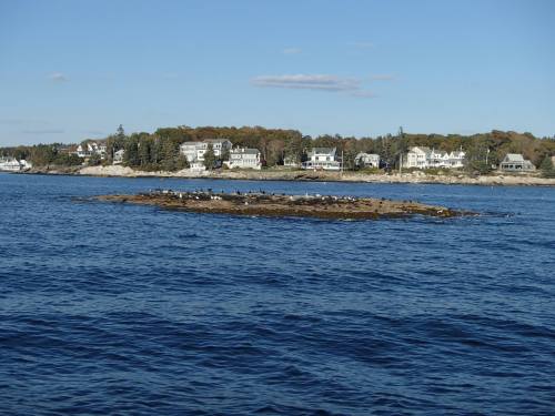 A rocky island with seabirds, surrounded by water, and a shoreline of houses in the background under a clear blue sky.