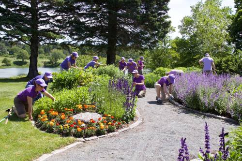 A group of people in purple shirts tending to a colorful flower garden by a lake on a sunny day.