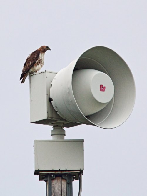 A hawk perched on top of a large outdoor speaker against a gray sky.