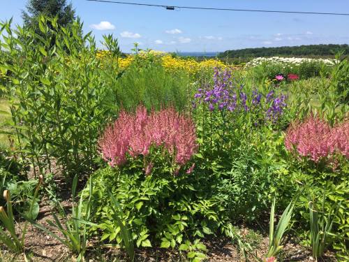A vibrant garden filled with pink, purple, and yellow flowers under a clear blue sky.