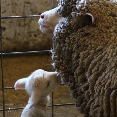 A lamb nuzzles against the face of a sheep in a barn setting.