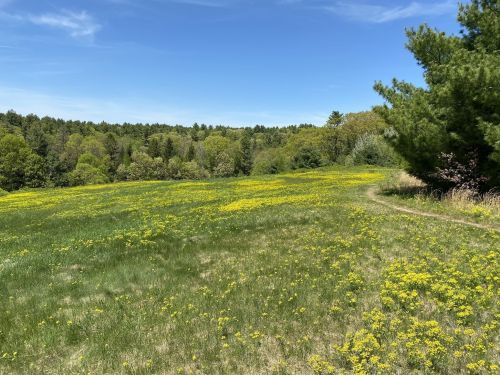 A sunny meadow filled with yellow flowers, surrounded by green trees and a clear blue sky.