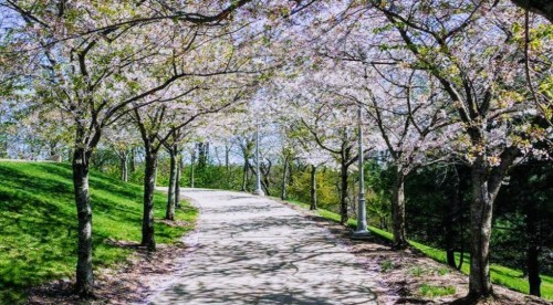 A serene pathway lined with blooming cherry blossom trees, surrounded by lush green grass and a clear blue sky.