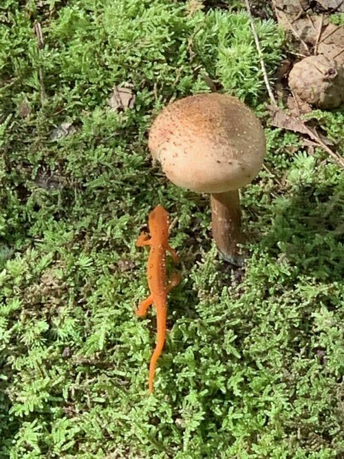 An orange salamander crawls near a brown mushroom on a bed of green moss.