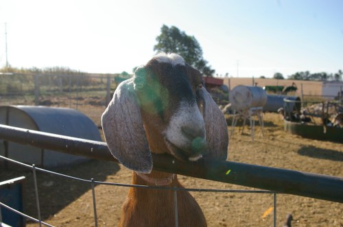 A close-up of a goat with floppy ears leaning over a fence in a sunny farmyard setting.