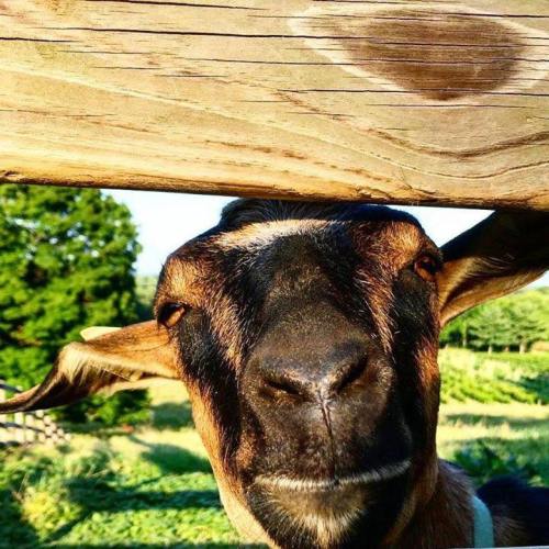 A close-up of a goat's face peeking over a wooden fence, with green grass and trees in the background.