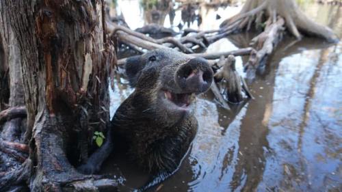 A wild boar emerges from muddy water, surrounded by tree roots in a swampy environment.