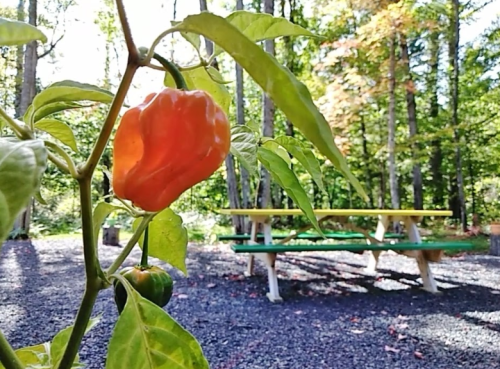 A close-up of an orange pepper on a plant, with a picnic table in a wooded area in the background.