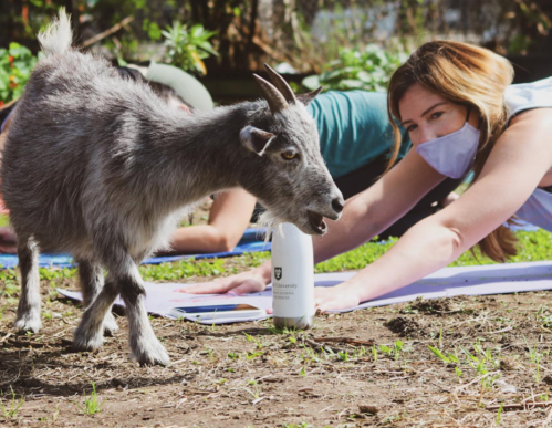 A goat stands near a woman doing yoga outdoors, with a water bottle beside her on the ground.