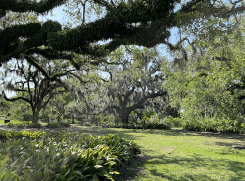 Lush green park with large trees draped in Spanish moss and vibrant foliage under a clear blue sky.