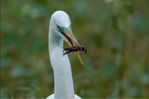A close-up of a white heron holding a large insect in its beak, set against a blurred green background.