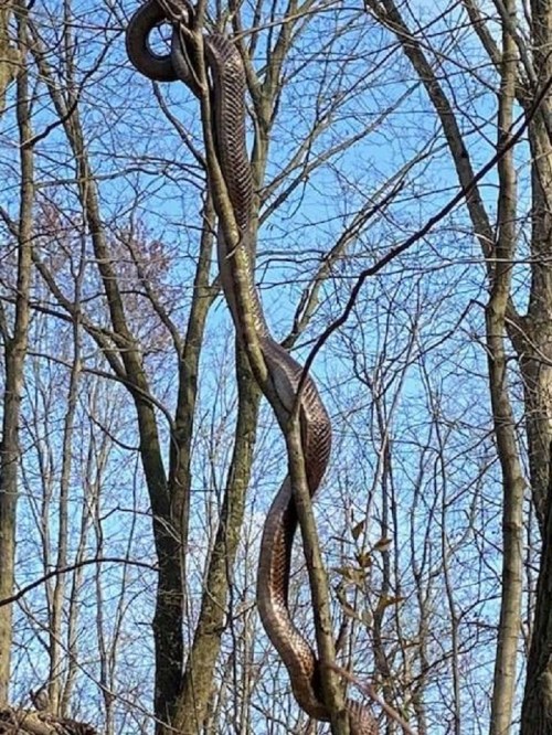 A large snake is coiled around a tree branch against a blue sky, surrounded by bare trees.