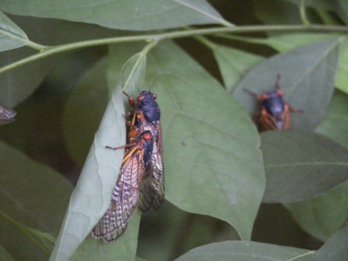 Two cicadas resting on green leaves, with one prominently visible in the foreground.