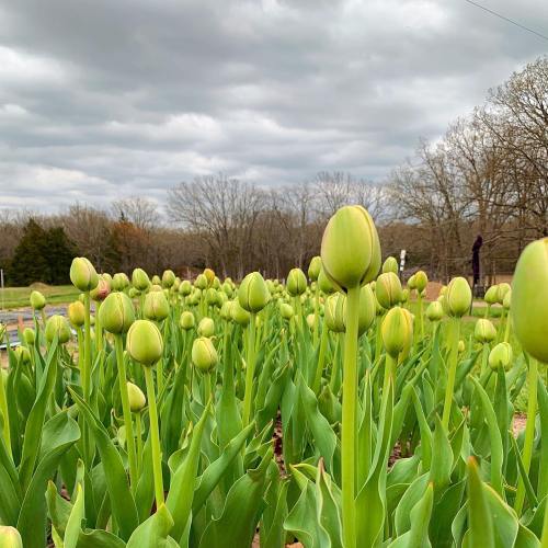 A field of green tulip buds under a cloudy sky, surrounded by bare trees in the background.