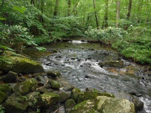 A serene stream flows through a lush green forest, surrounded by rocks and vibrant foliage.