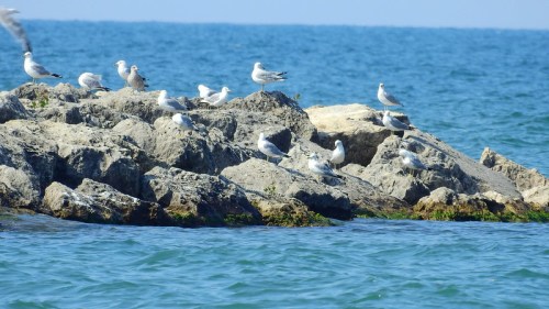 A rocky outcrop in the ocean with several seagulls perched on the rocks and swimming in the water.