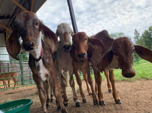 Four cows with large ears stand close together in a barn, looking curiously at the camera. Green grass is visible in the background.
