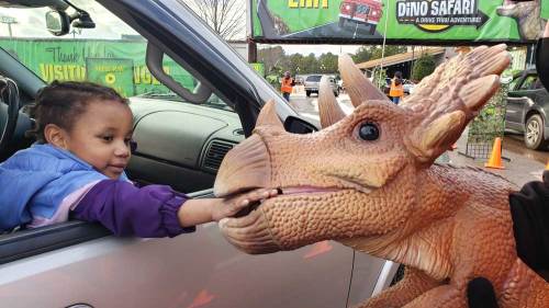 A young girl reaches out to touch a dinosaur figure from a car during a dino-themed event.