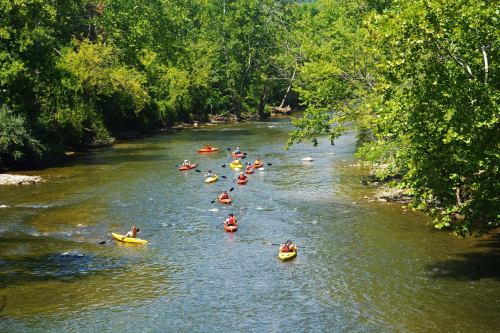 A group of kayakers paddles down a serene river surrounded by lush green trees on a sunny day.