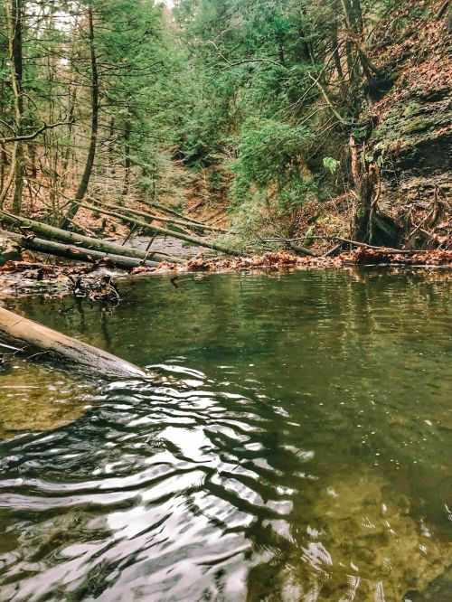 A serene forest scene featuring a calm, reflective stream surrounded by trees and fallen logs.