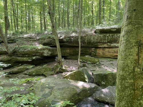 A serene forest scene with lush green trees, rocky formations, and a small stream running through the underbrush.