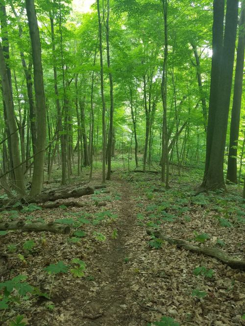 A serene forest path surrounded by lush green trees and foliage, with sunlight filtering through the leaves.