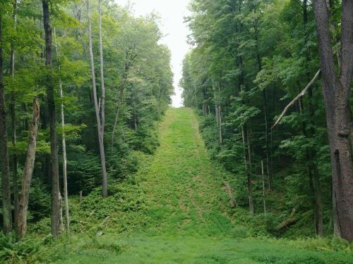 A grassy slope surrounded by tall trees in a lush green forest.