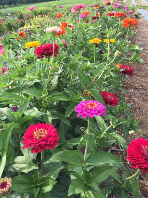 A vibrant garden filled with colorful zinnias in various shades of pink, red, orange, and yellow.
