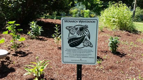 Sign for a Monarch Waystation, detailing its role in supporting monarch butterflies and their habitats.