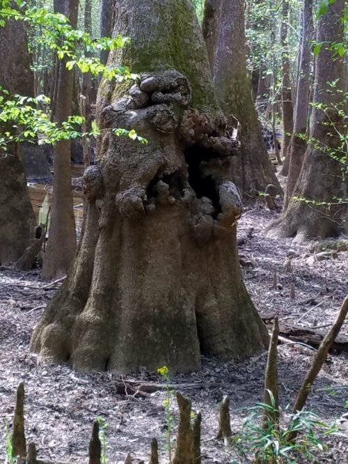 A gnarled tree trunk with unique textures and shapes, surrounded by a forest of tall trees and soft ground.