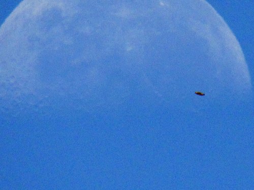 A clear blue sky with a large moon and a small object flying near it, possibly a bird or aircraft.