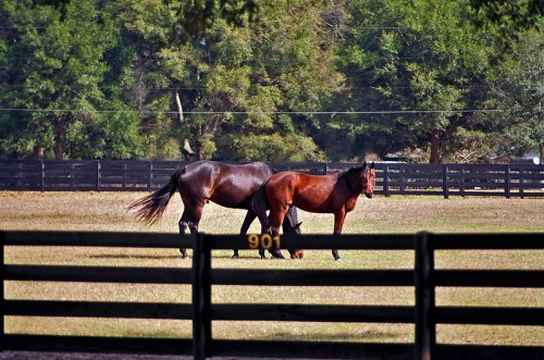 Two horses grazing in a grassy field, with a wooden fence and trees in the background.