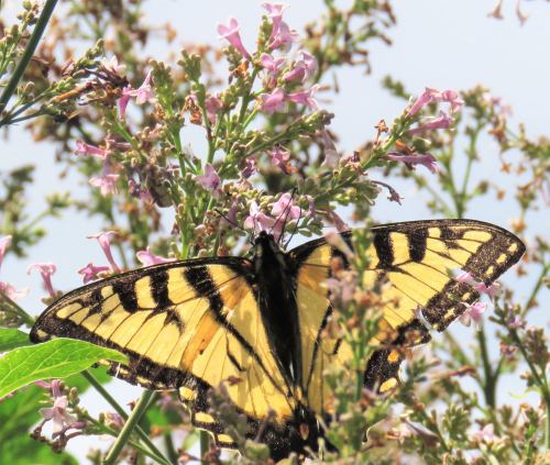 A yellow and black butterfly perched on pink flowers, surrounded by greenery under a clear sky.