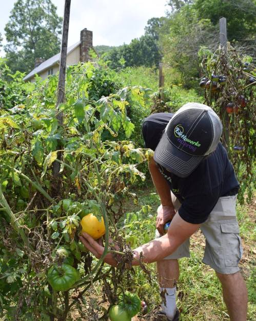 A person in a cap picks a yellow tomato from a garden filled with green plants and a house in the background.