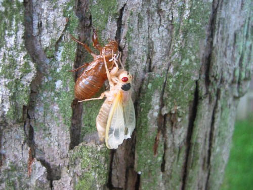 A cicada emerging from its exoskeleton on a tree trunk, showcasing its wings and vibrant colors.