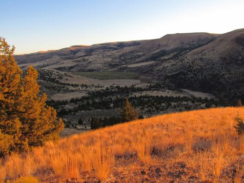 A golden-hued landscape at sunset, featuring rolling hills, sparse trees, and a valley below.