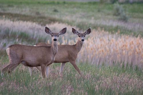 Two deer standing in a grassy field with tall grass and soft-focus background of reeds.