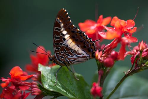 A butterfly with intricate patterns rests on vibrant red flowers, surrounded by lush green foliage.