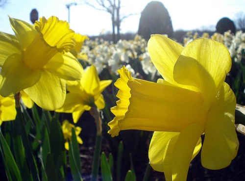 Close-up of vibrant yellow daffodils in a sunny field, surrounded by white flowers and greenery.