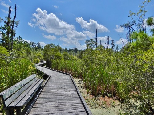 A wooden boardwalk winds through a lush wetland, surrounded by greenery and blue skies with fluffy clouds.