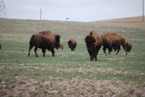 A herd of bison grazing on a grassy plain under a cloudy sky.