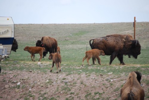 A herd of bison and their calves grazing in a grassy area near a camper.