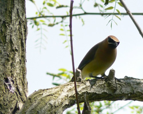 A bird perched on a tree branch, showcasing a brown and cream-colored plumage against a blurred green background.