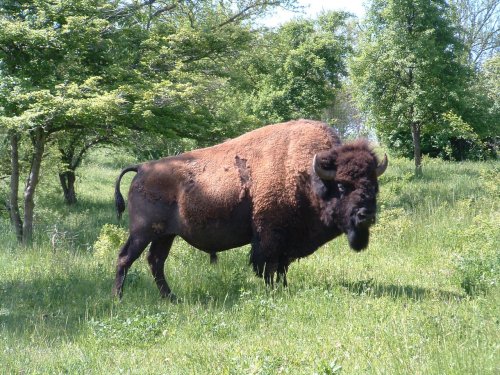 A bison standing in a grassy field surrounded by trees on a sunny day.