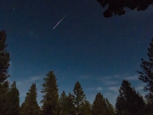 A shooting star streaks across a starry night sky, framed by silhouettes of tall pine trees.
