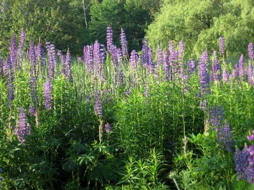 A vibrant field of tall purple lupine flowers surrounded by lush green foliage and trees.