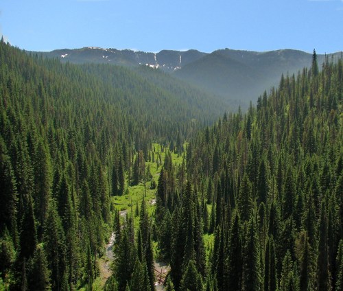 A lush green valley surrounded by tall pine trees, with a stream running through it and mountains in the background.