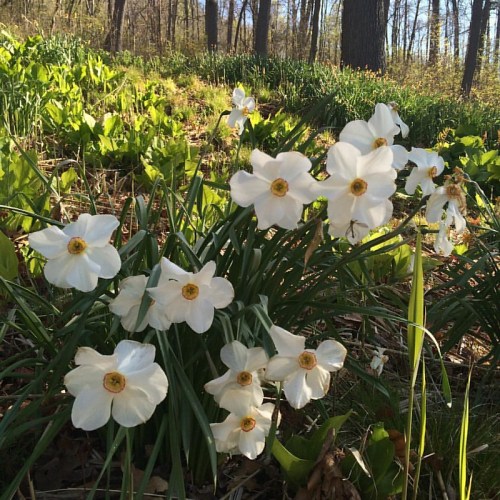 A cluster of white daffodils with yellow centers blooming in a lush green forest setting.