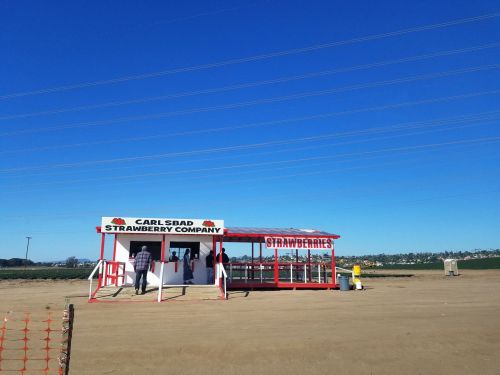 A small red and white strawberry stand with a clear blue sky and fields in the background.